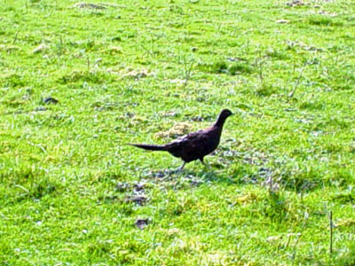 The famous grouse...._edited