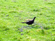 The famous grouse...._edited
